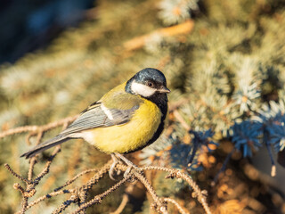 Cute bird Great tit, songbird sitting on the nice branch with beautiful autumn background