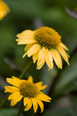 Coneflower Cheyenne Spirit. Echinacea purpurea