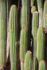 Cardon Pachycereus Pringlei Mexican Fence Cactus