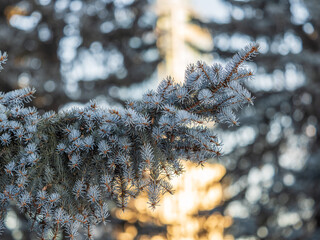 Branches of blue spruce with needles in the sunset light. The blue spruce, Colorado spruce, or Colorado blue spruce, with the Latin name Picea pungens.