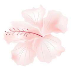light pink rose mallow flower isolate on transparency background