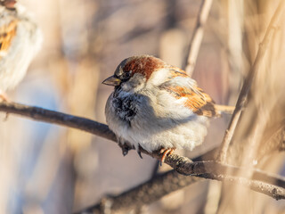 Sparrow sits on a branch without leaves.