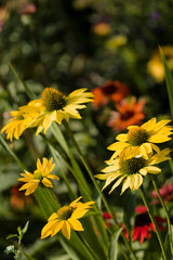 Coneflower Leilani. Echinacea purpurea