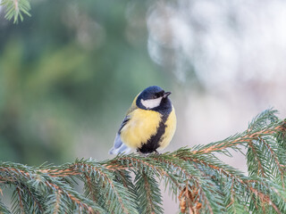 Cute bird Great tit, songbird sitting on the nice branch with beautiful autumn background