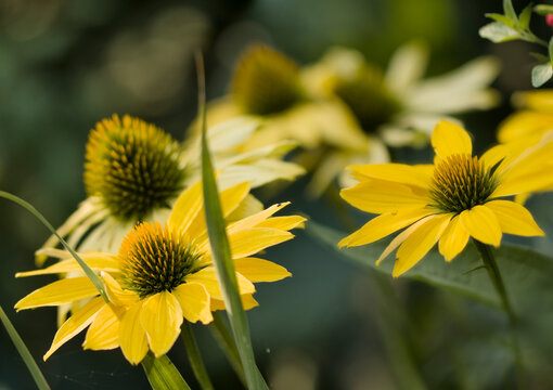 Coneflower Leilani. Echinacea purpurea