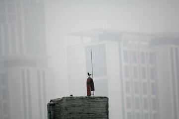 PM2.5 pollution bird fog haze sky