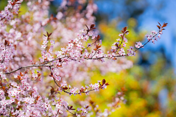 Beautiful spring tree blossoms against a blue sky background. Plum tree flowers. Spring Design. Blooming apple branch at spring garden. Easter banner. Spring flowers reason of allergy.