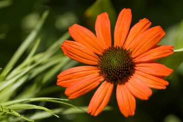 Coneflower Kismet Intense Orange. Echinacea purpurea