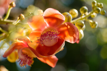 Close-up of beautiful orange tropical tree flowers on a tree in spring, summer season