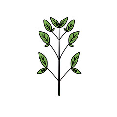 A green leafy plant with a stem. The stem is thin and the leaves are long and green