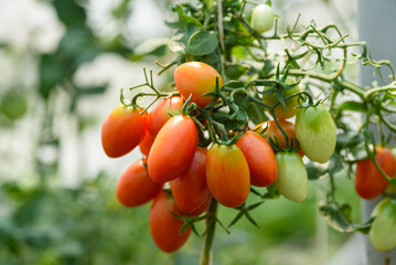 Fresh ripe tomatoes hang from plants grown in an organic greenhouse. Ingredients for cooking healthy food