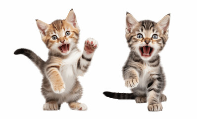 group of kittens isolated on transparent background