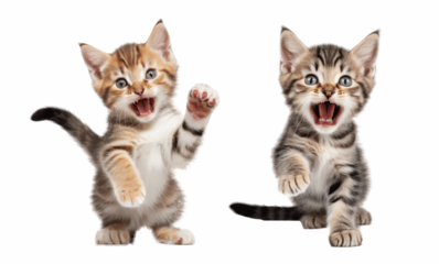 group of kittens isolated on transparent background