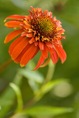 Coneflower Hot Papaya. Echinacea purpurea