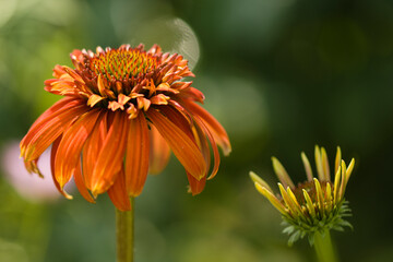 Coneflower Hot Papaya. Echinacea purpurea
