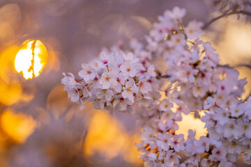 Beautiful spring tree blossoms against a blue sky background. Plum tree flowers. Spring Design....