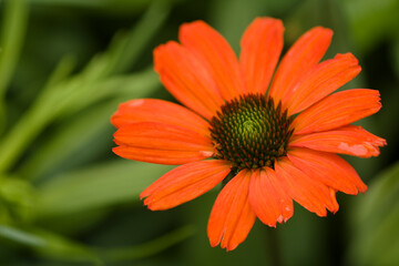 Coneflower Kismet Intense Orange. Echinacea purpurea