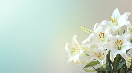 Fototapeta na wymiar Top view of beautiful lilies blooming on plain background