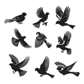 set of birds silhouettes on white