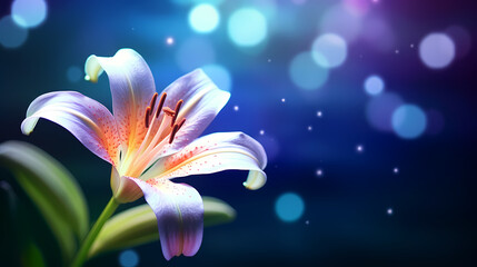 Lily flowers on pastel background