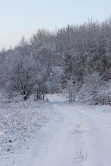 Road in the winter forest.