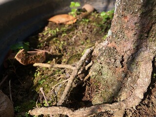 green moss tree root texture