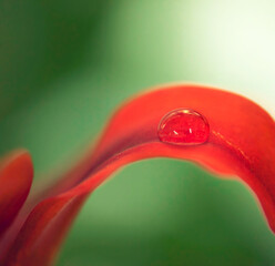 Water drops, leaf and plant in nature, environment or outdoor on a green background in summer....