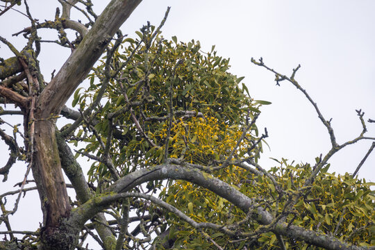 This natural image showcases clusters of mistletoe with their distinct green leaves and pale berries nestled among the bare, twisting branches of a dormant tree, against a muted sky, capturing the