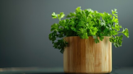 Fresh parsley herb in wooden pot.