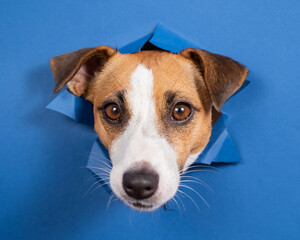 Funny dog jack russell terrier leans out of a hole in a paper blue background. 