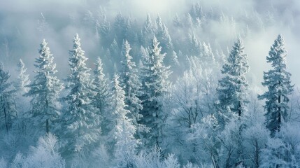A of evergreen trees stands tall and proud their needles encased in ice creating a delicate and ethereal appearance. - obrazy, fototapety, plakaty