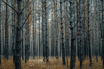 Fototapeta premium A forest with trees that are mostly brown and gray