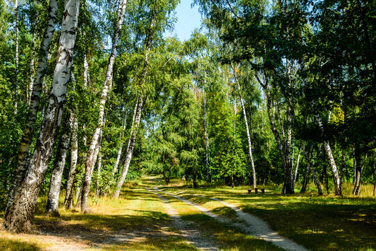Rural dirt road in a birch forest on summer