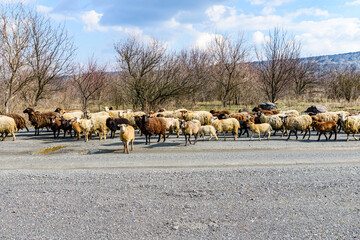 Flock of the sheeps running on asphalt road