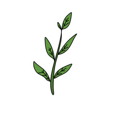 A green leafy plant with a stem. The stem is thin and the leaves are long and thin