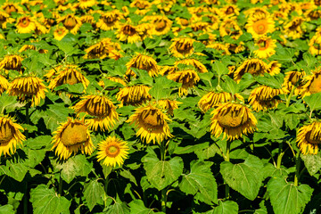 Background of blooming sunflowers. Natural pattern