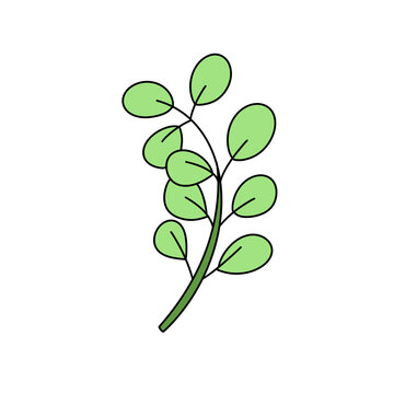 A green leafy plant with a stem. The leaf is green and has a pointed tip