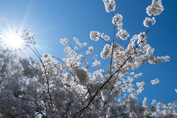 The cherry blossom tree background. White spring flowers the blossom fruit tree. Bunches of white cherry blossoms on blue sky. Spring day. Spring nature.
