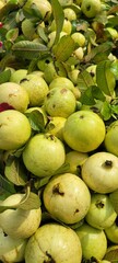 apples on the market