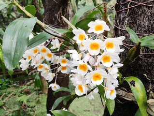 Dendrobium farmeri, commonly known as Farmer's dendrobium is a species of orchid native to Asia. These are known for clusters of pendulous flowers with white petals and vibrant yellow lip. 