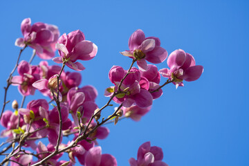 Spring bloom magnolia tree flowers. Blossom magnolia flower.