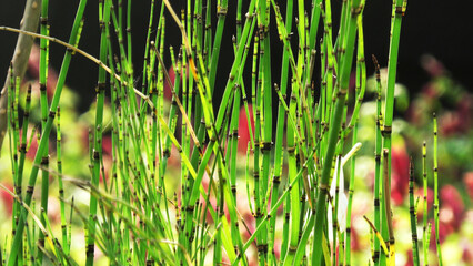 Obraz premium Green grass plants in sunlight
