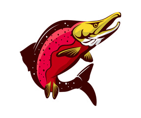 Vibrant Sockeye Salmon: Detailed Vector Illustration of Iconic Pacific Species © shafaraz