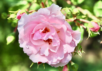 Pink rose Bonica and buds with dew drops in the garden. Perfect for a background of greeting cards