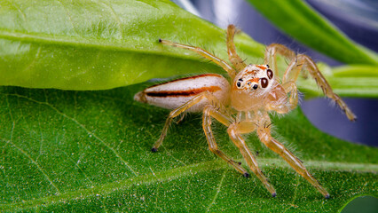 spider on leaf