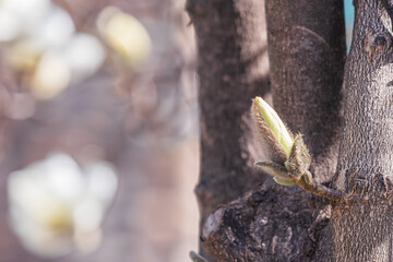 Magnolia buds announce the beginning of spring. warm spring sunshine -  mokryeon, Yulan magnolia,...