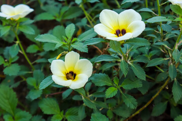 The exotism of morning flower Turnera subulata