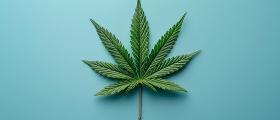   Close-up of a marijuana leaf on blue background with copy - obrazy, fototapety, plakaty