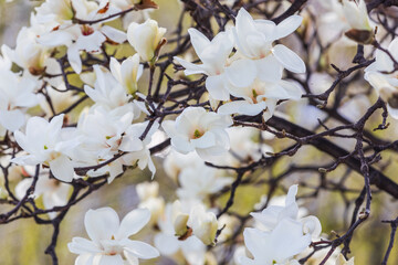 Fototapeta premium A white magnolia in full bloom. warm sunshine - mokryeon, Yulan magnolia, Magnolia denudata