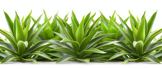   A row of lush green plants against a white backdrop